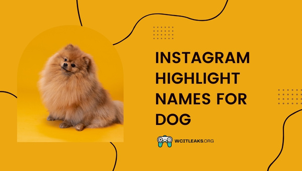 Instagram Highlight Names Ideas for Dog (2023)